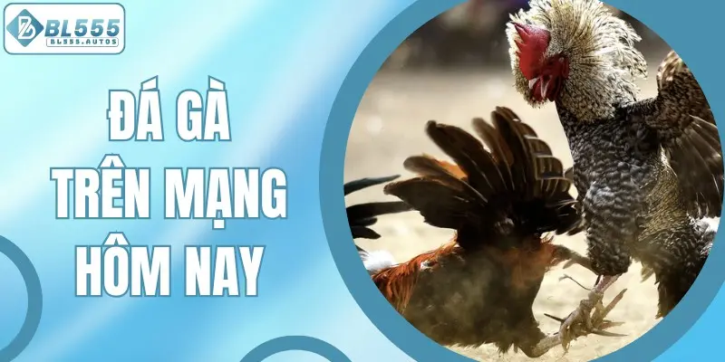 Đá Gà Trên Mạng Hôm Nay Trực Tiếp Miễn Phí Tại Bl555