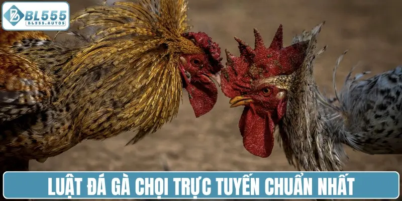 Luật đá gà chọi trực tuyến chuẩn nhất