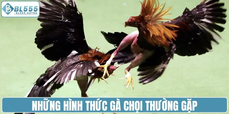 Những hình thức gà chọi thường gặp