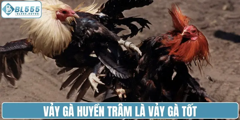 Vảy gà huyền trâm là vảy gà tốt