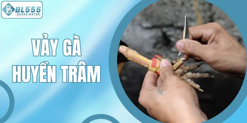 Vảy Gà Huyền Trâm Nhận Biết Thế Nào Và Cách Chăm Sóc